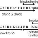 stress test adolescence to adulthood