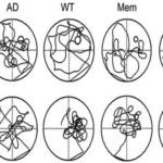 swimming traces probe trails