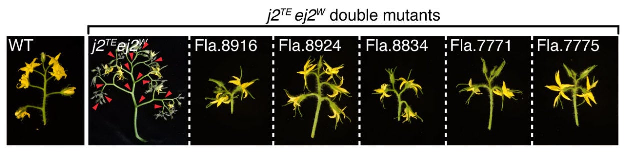 tomato plants double mutants