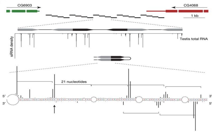 FlyBase gene structure