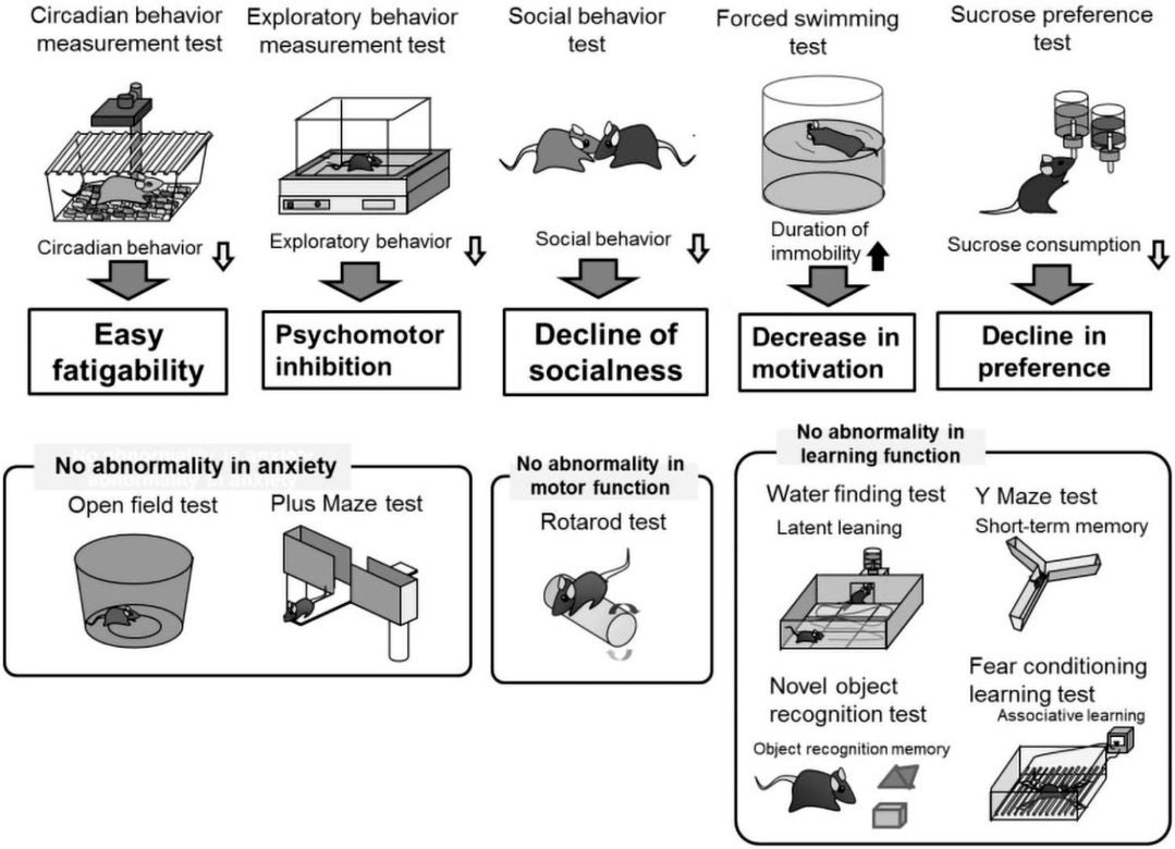 Interview with a neuroscientist Cold Spring Harbor Laboratory