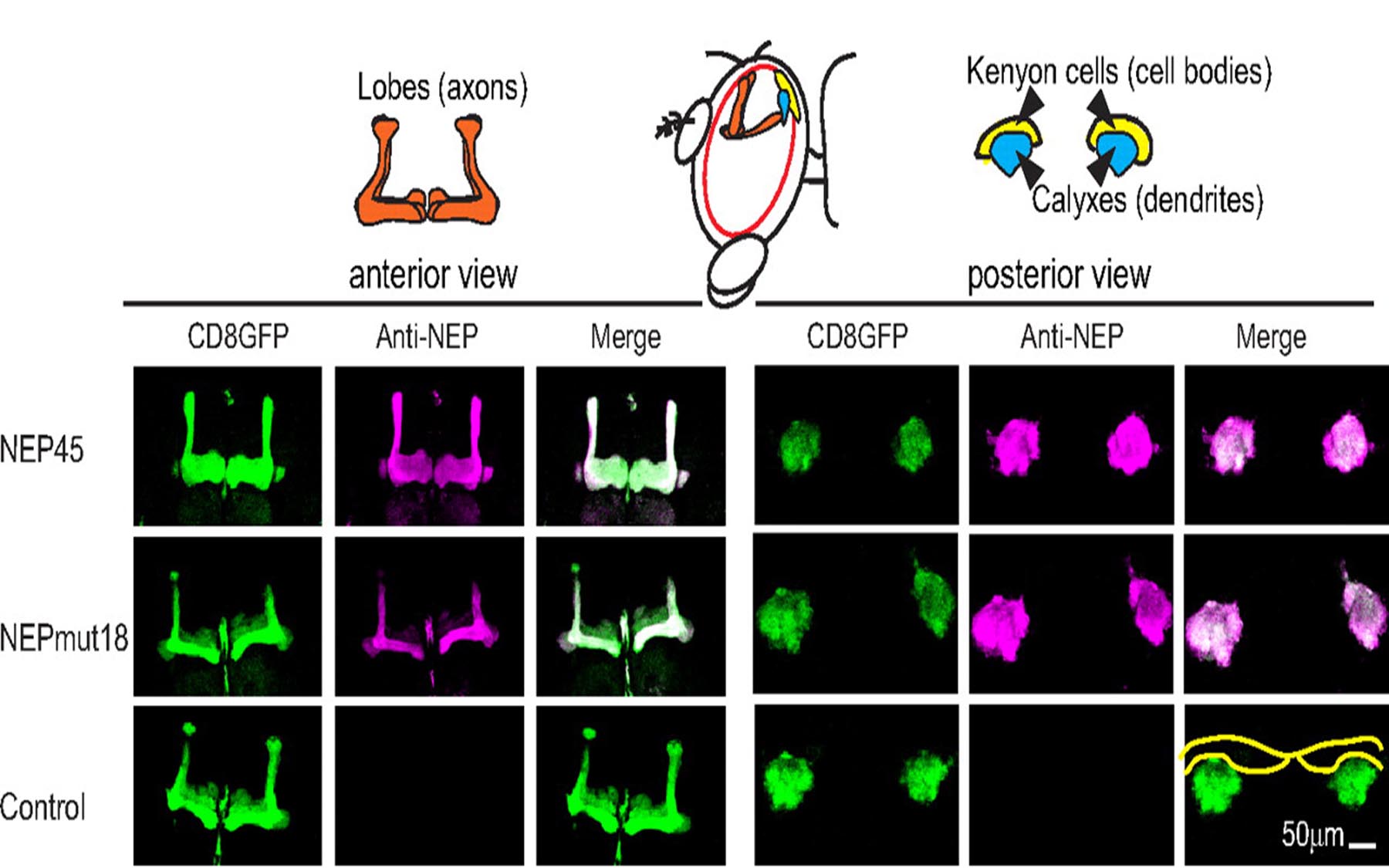 NEP NEPmut Axonal dendritic localization