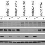 Top1 camptothecin resistance