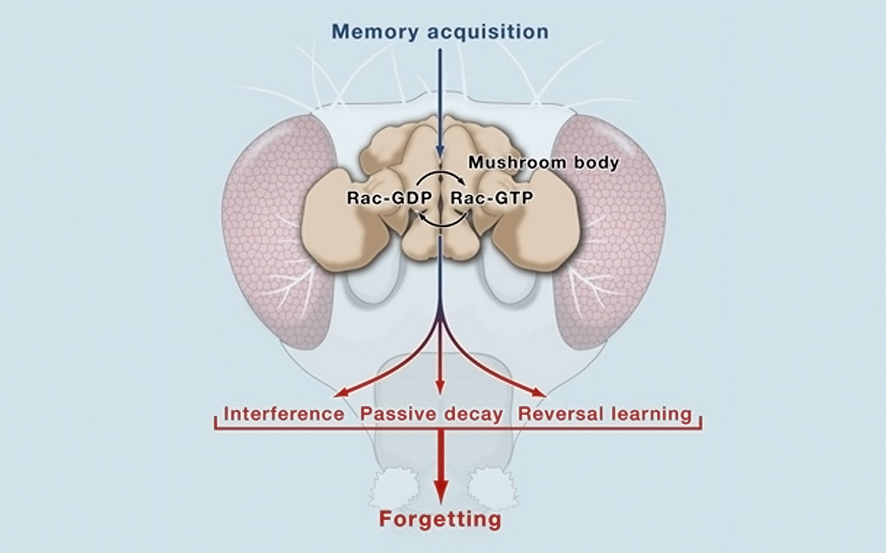 populations of neurons in the antennal lobe of the fly