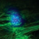microscopy image of mouse olfactory bulb