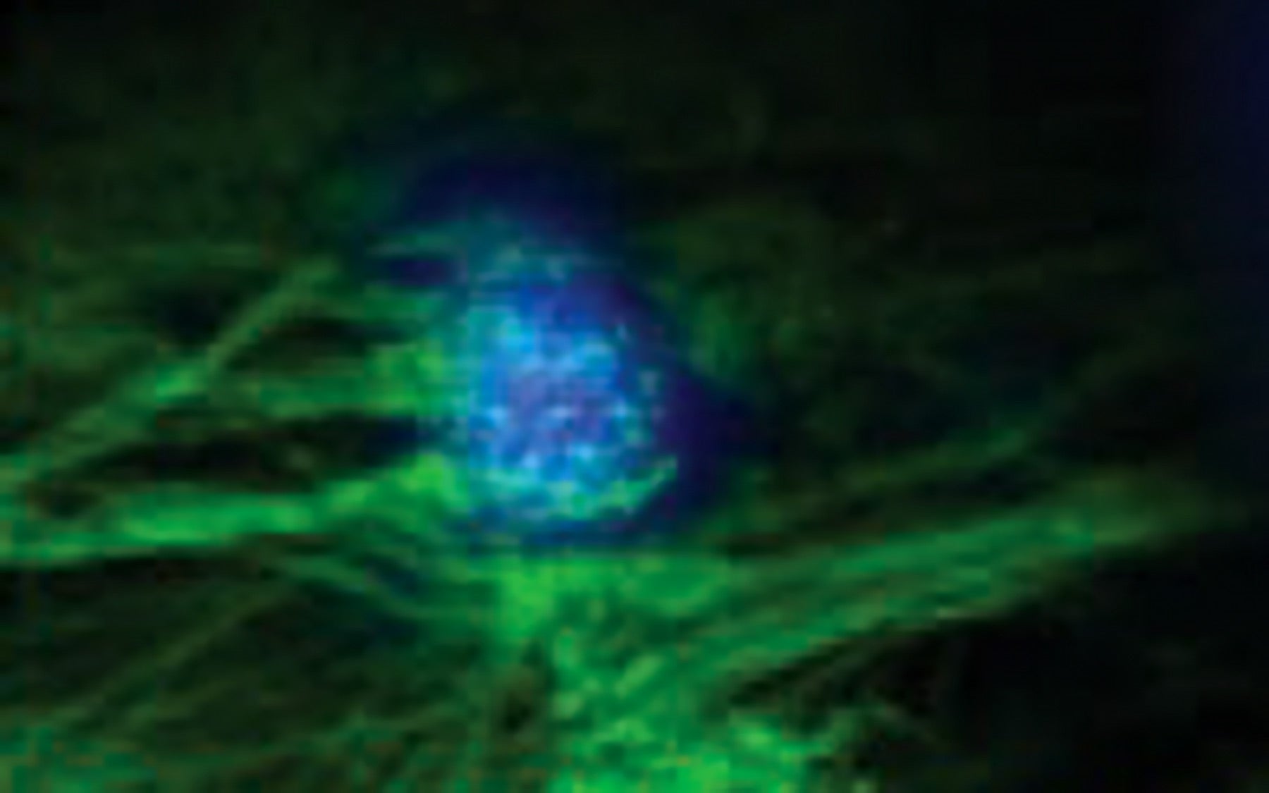 microscopy image of mouse olfactory bulb
