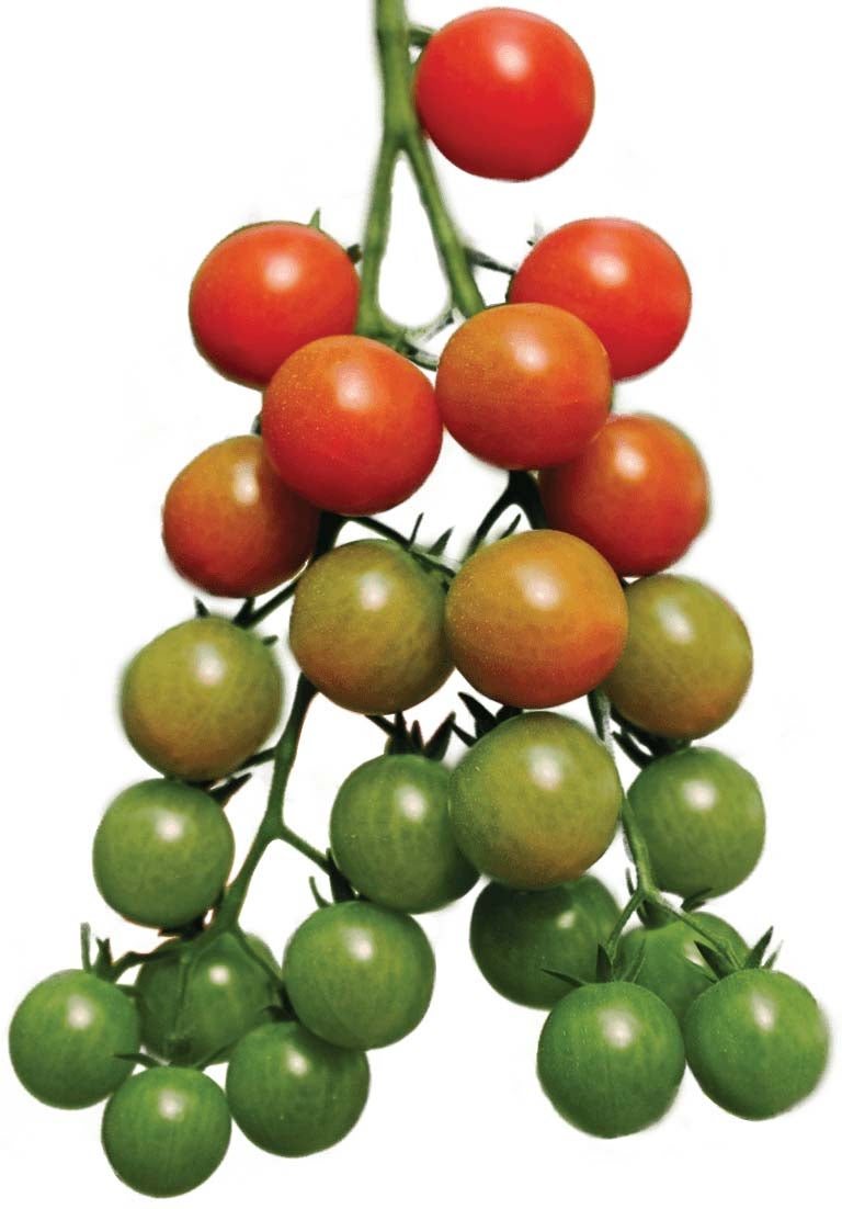 orchard growing tree tomatoes