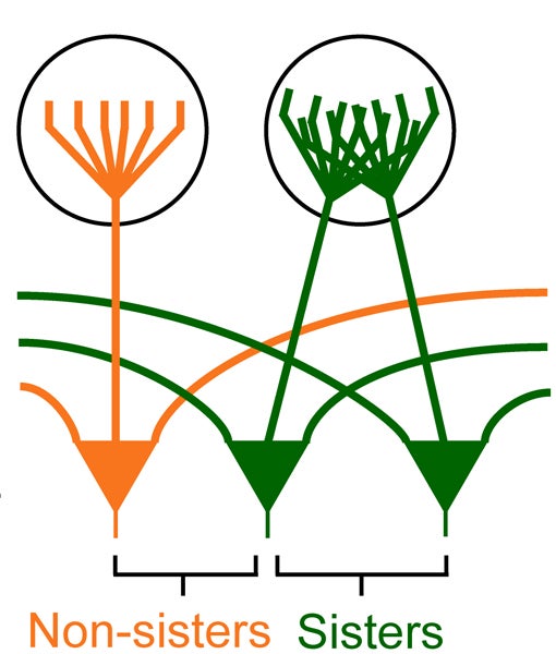 Sister mitra cells Albeanu