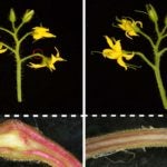 Joint vs jointless tomato plant