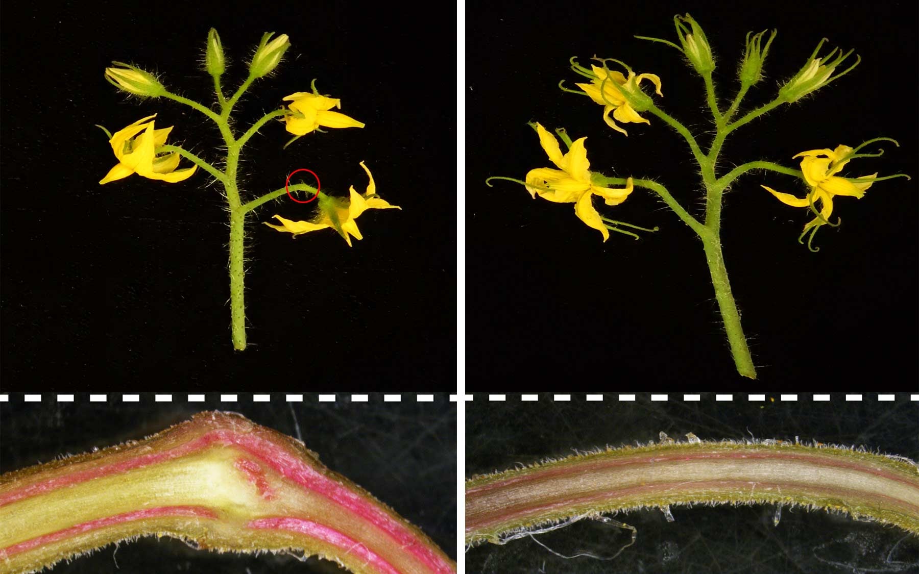 Joint vs jointless tomato plant