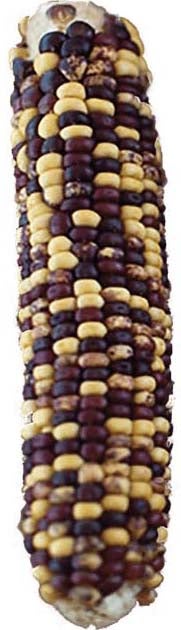 McClintock transposon corn