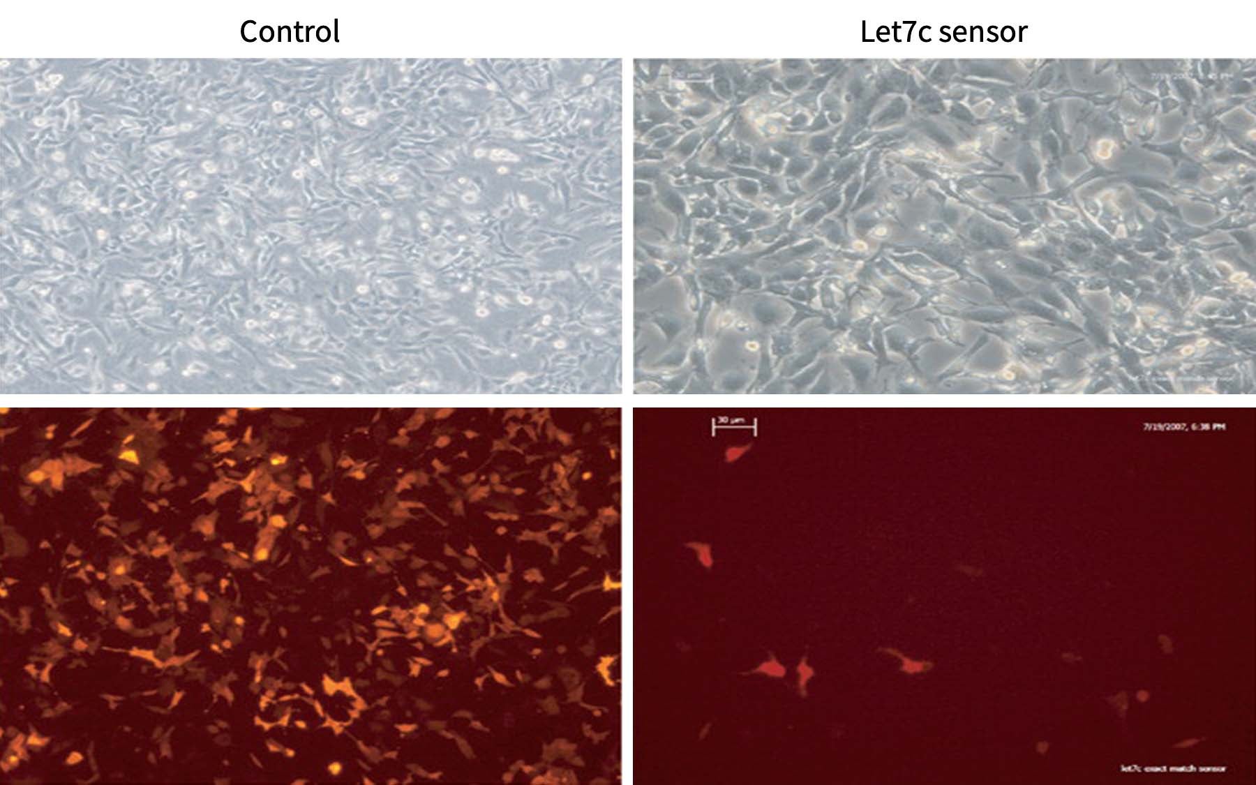 Comma Dβ cells