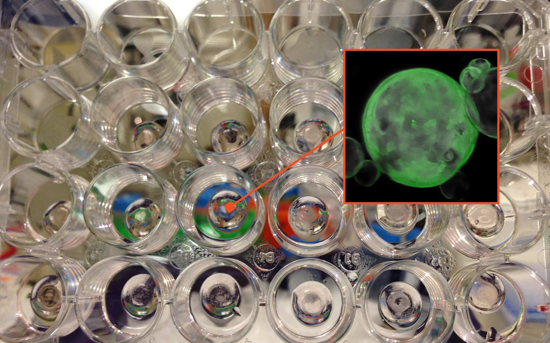 Tuveson organoids