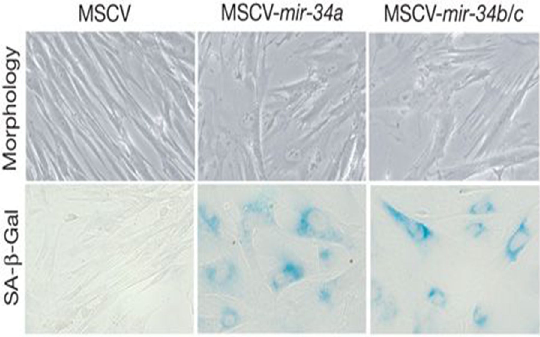 miR-34 family miRNAs