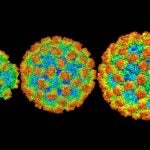 norovirus shells