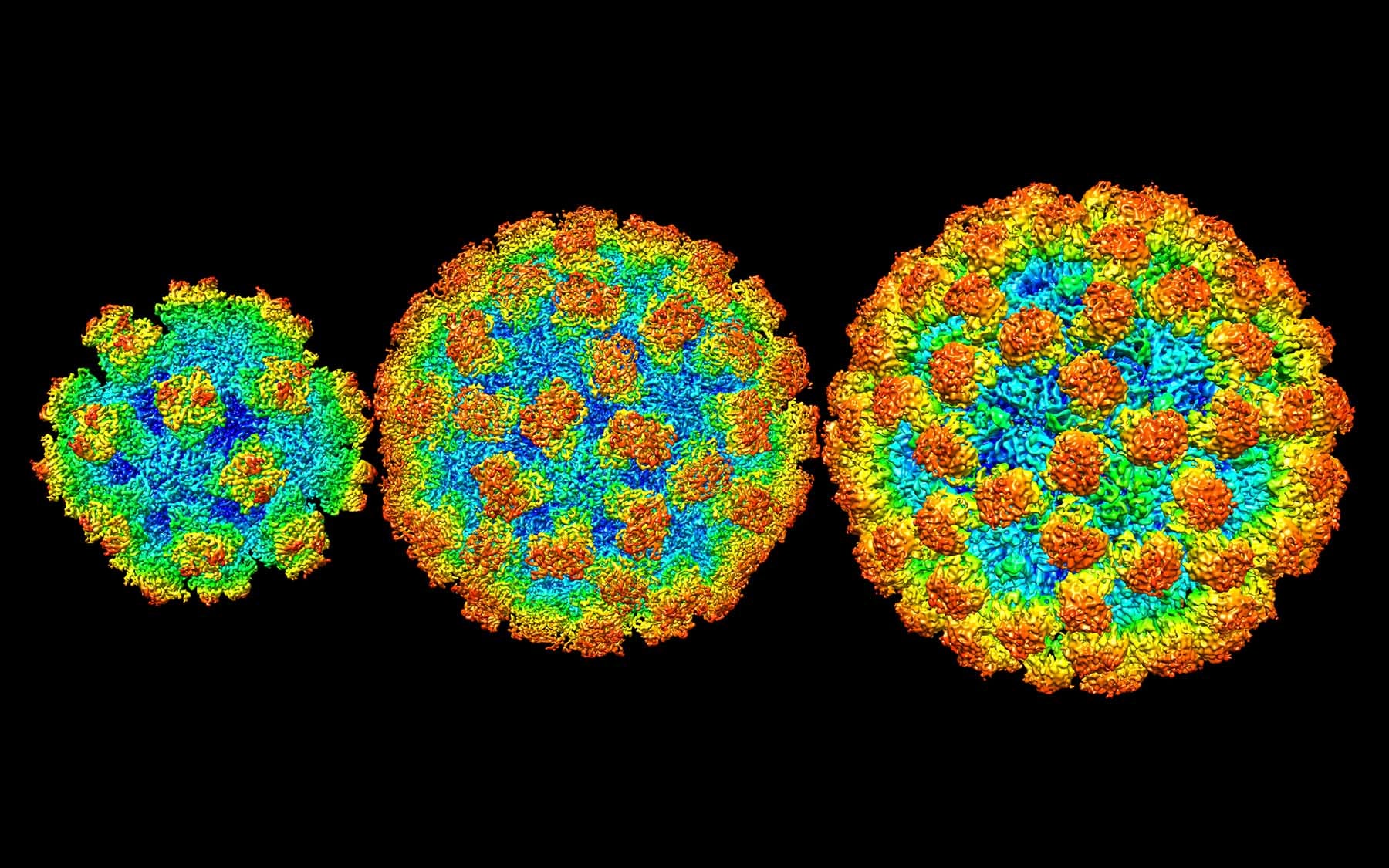 norovirus shells