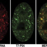 CTN-RNA paraspeckles