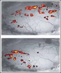 nerve cell activity rat brain
