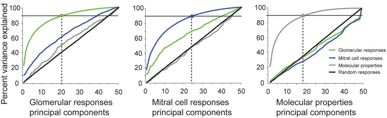 Neural responses of both glomeruli and olfactory bulb outputs