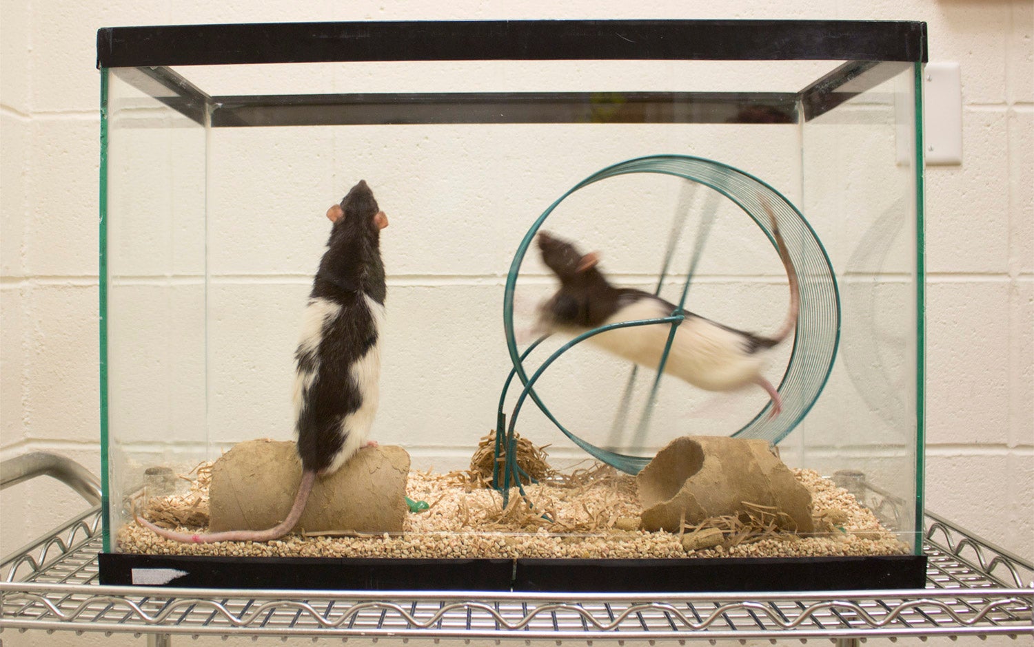 Rodent (Mouse Rat) Colony Management: Principal investigator, Lab