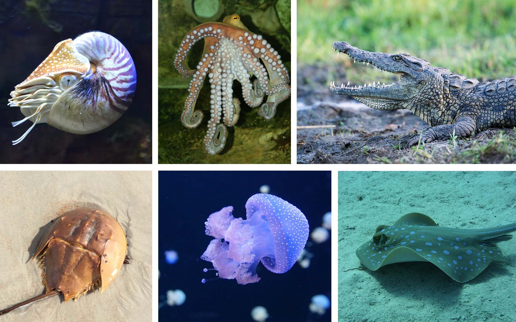 sea creature collage