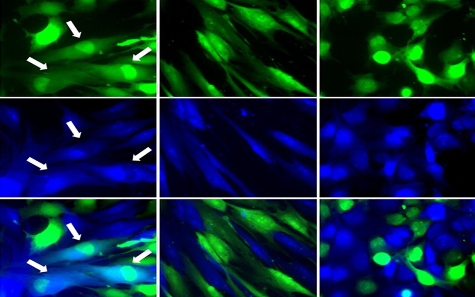Spontaneous fusion hybrids cells