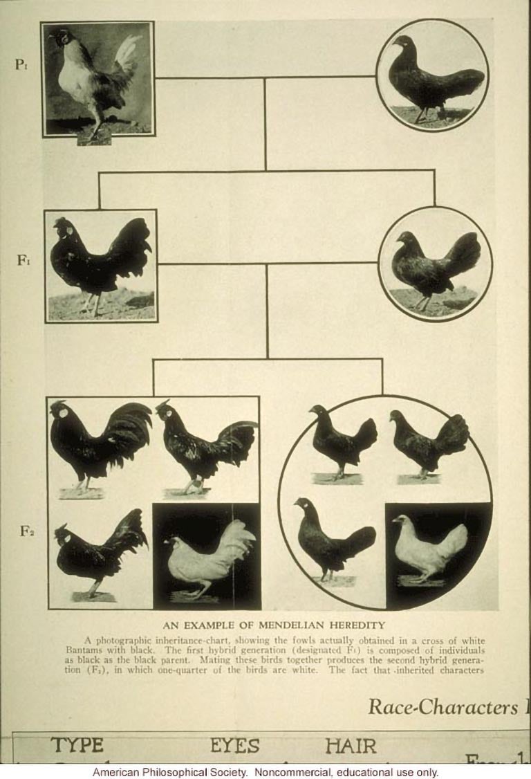 475 An example of Mendelian heredity chicken breeding