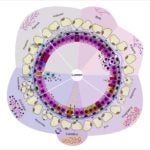 Mammary gland development clock