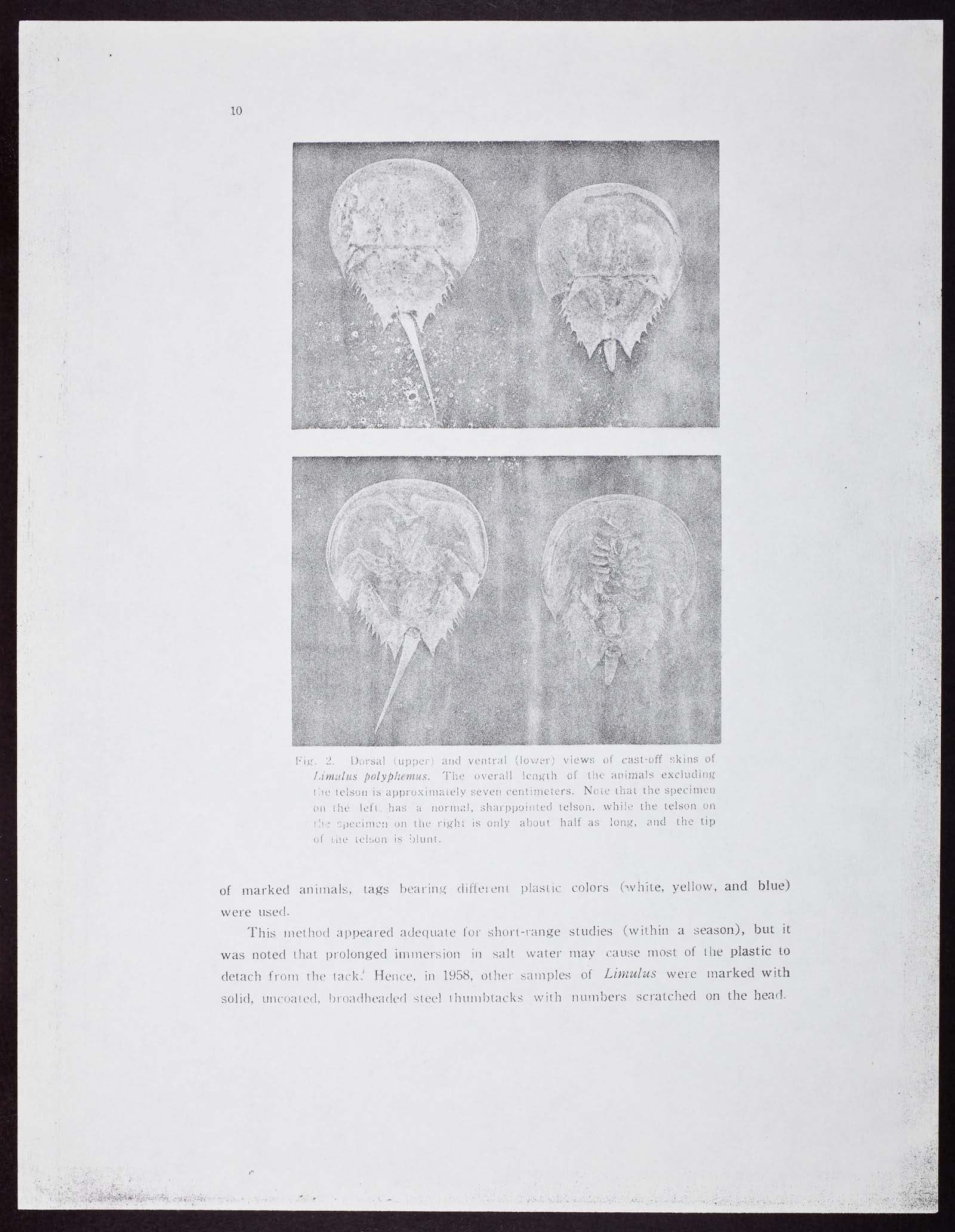 horseshoe crabs