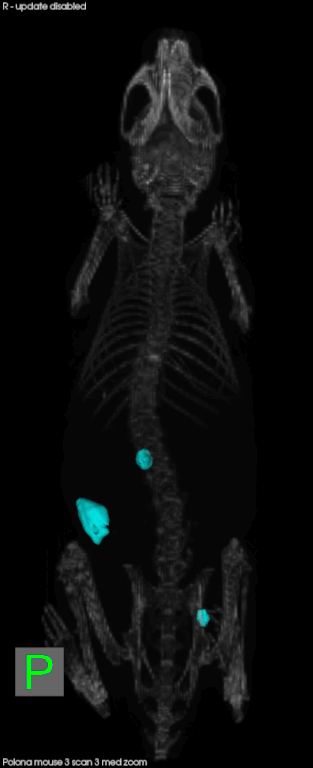 mouse 3 scan 3 3 tumors