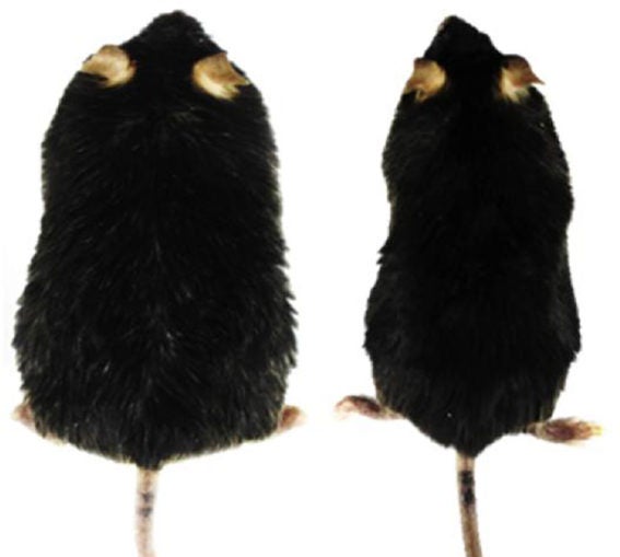 photo of two mice, one obese, one normal size