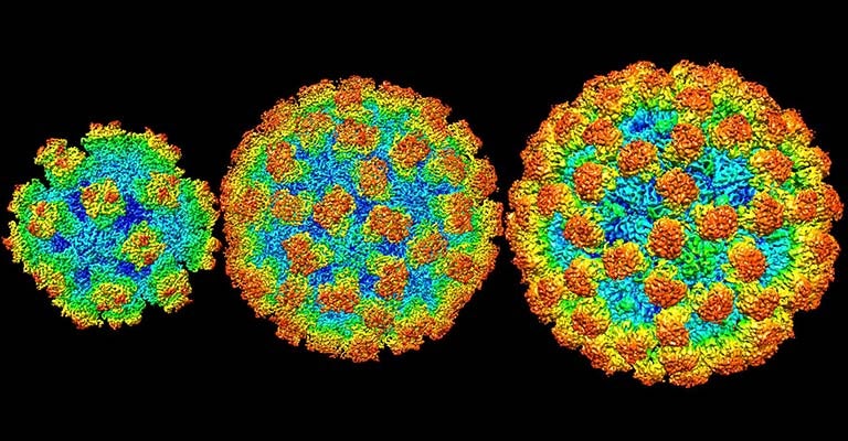 norovirus shells quiz