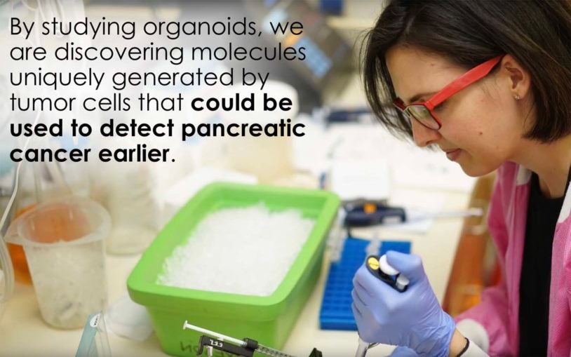 Learning about organoids at the CSHL Open House