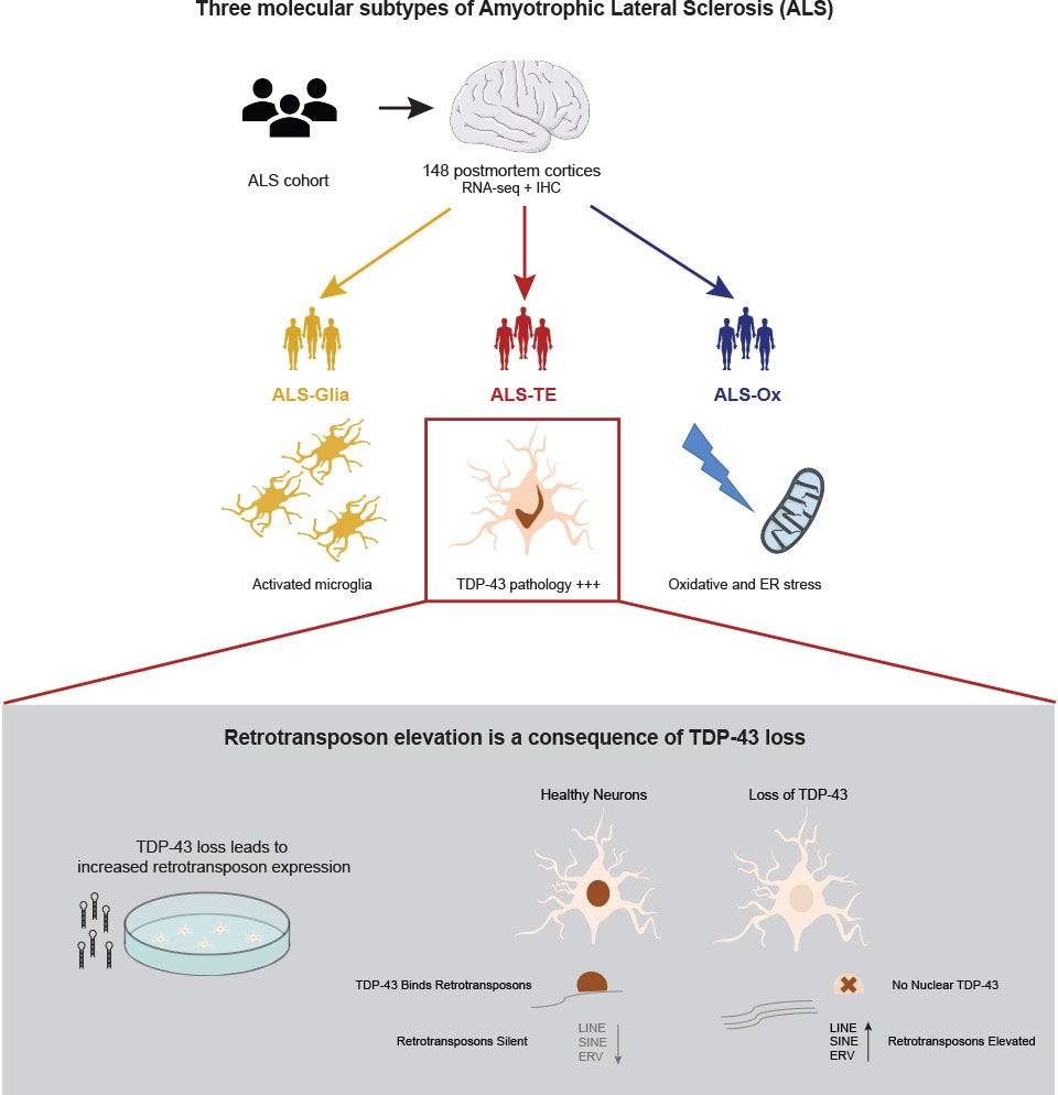 graphic of TPD43 ALS subtypes