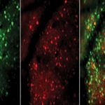 graphic of inhibitory and excitatory neurons decision-making