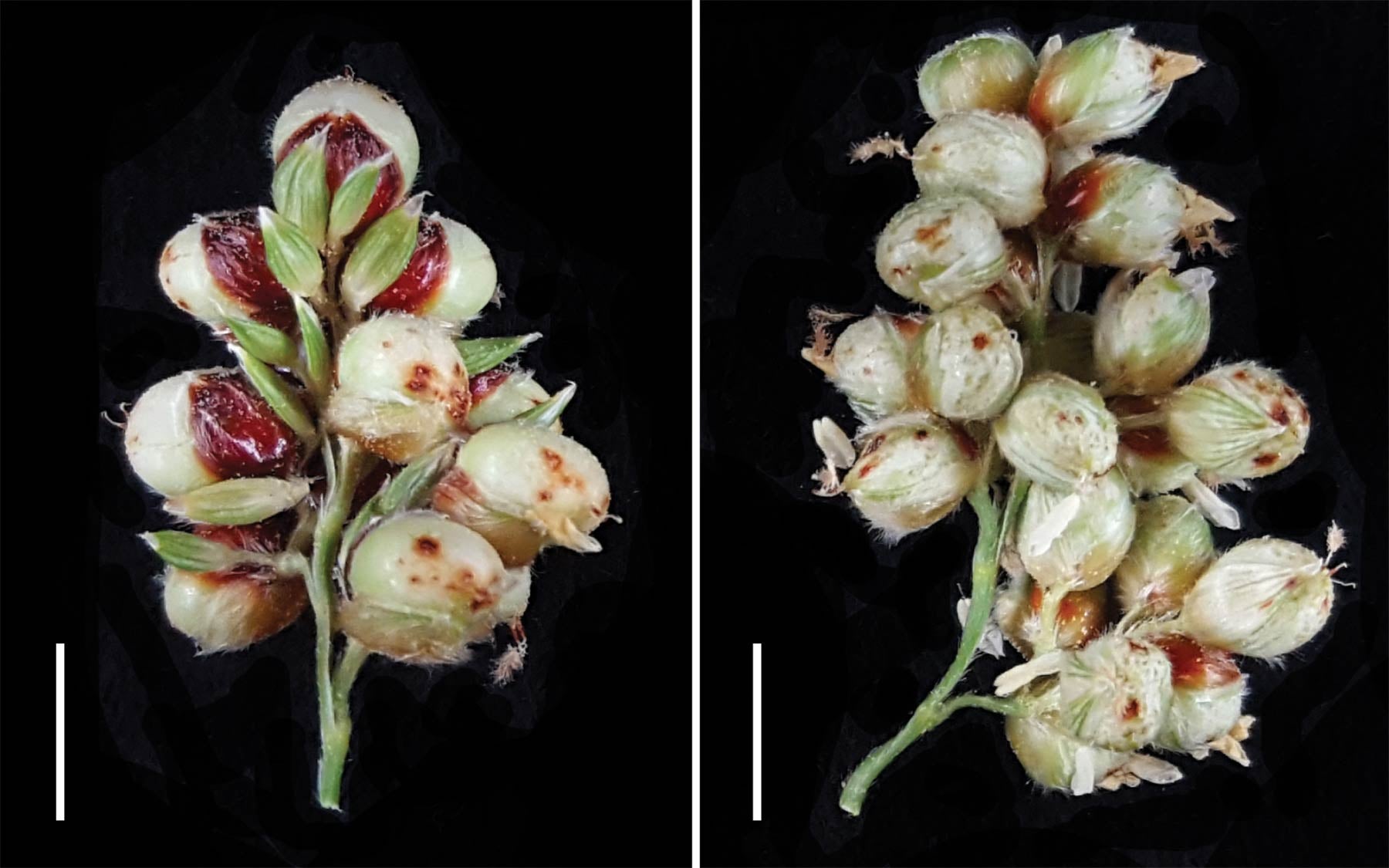 photo of Sorghum seed heads