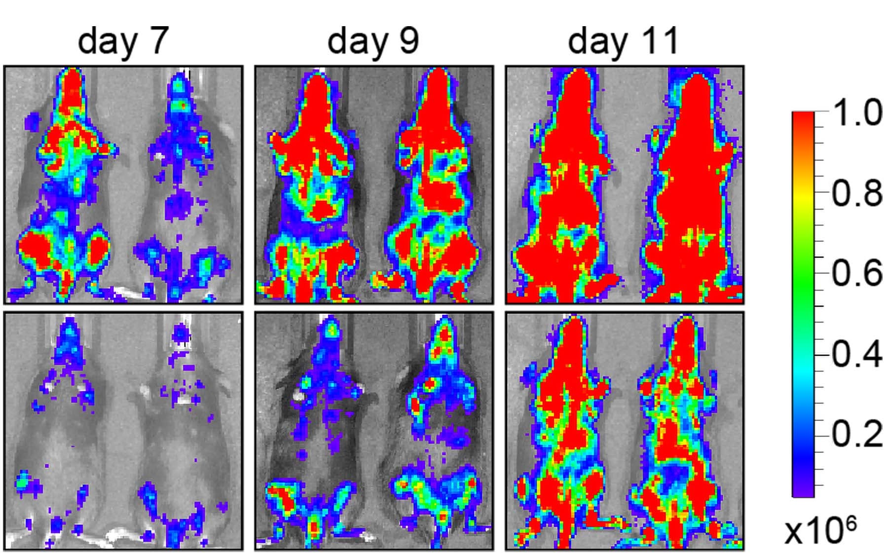 photo of SIK3 blocking leukemia in mice