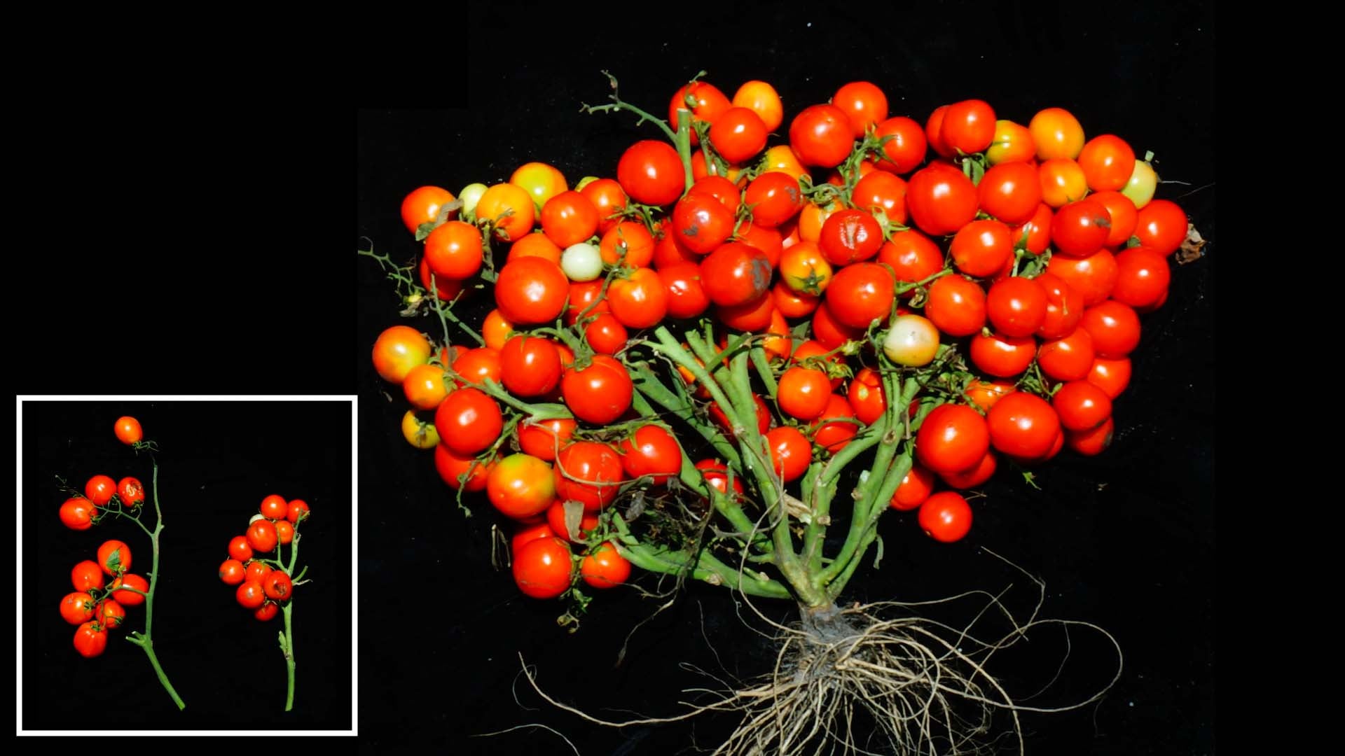 A New Tomato Ideal For Urban Gardens And Even Outer Space Cold