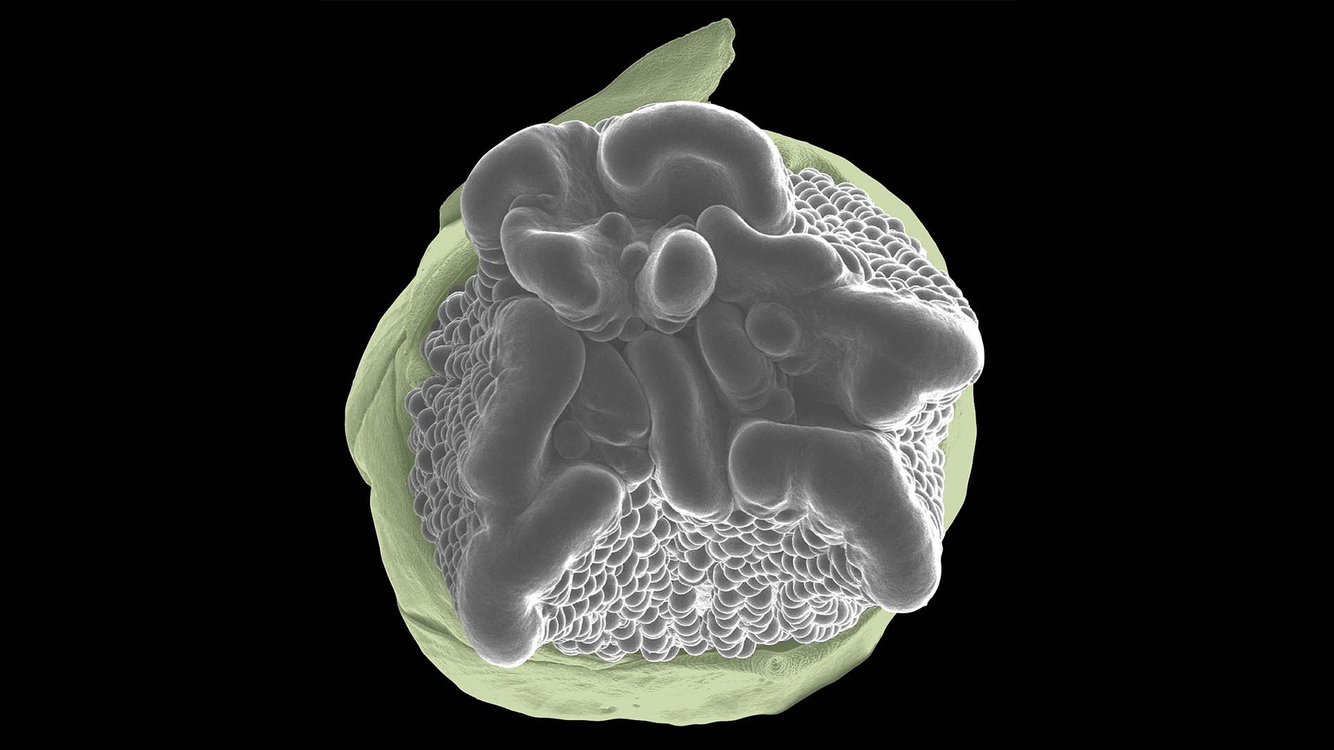 image of G-beta double gene