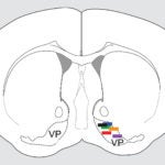 diagram of ventral pallidum (VP) in the mouse brain