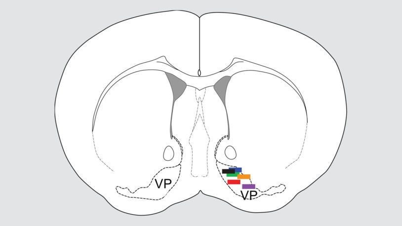 diagram of ventral pallidum (VP) in the mouse brain
