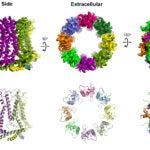 3D image of CALHM (calcium homeostasis modulators) pore