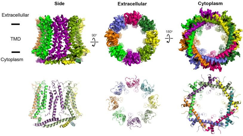 3D image of CALHM (calcium homeostasis modulators) pore