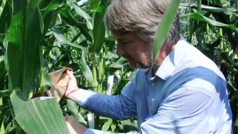 photo of David Jackson inspecting cornfield