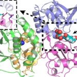 graphic of an NMDA subtype pocket