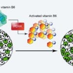 graphic of Vitamin B6 treating AML