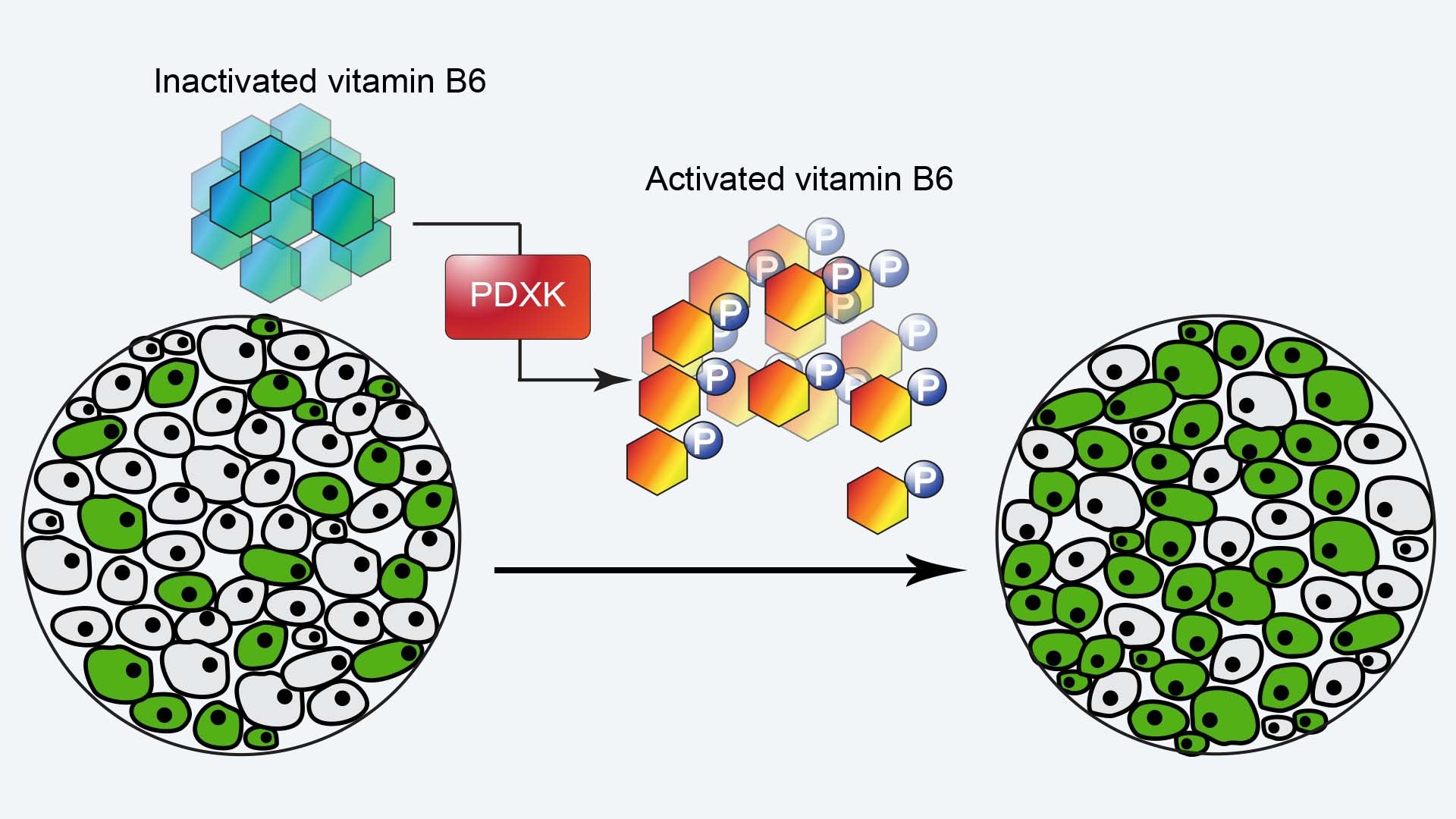 graphic of Vitamin B6 treating AML