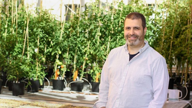 photo of Zach Lippman standing in front of tomato plants