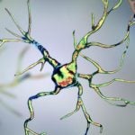 image of Astrocytes in the brain