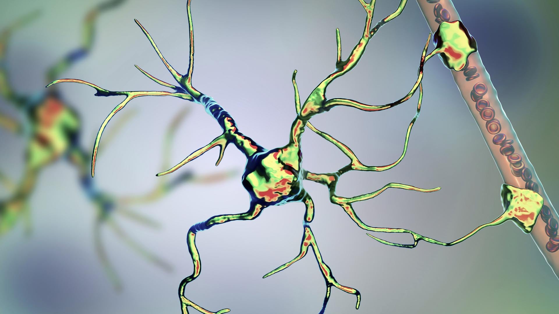 image of Astrocytes in the brain